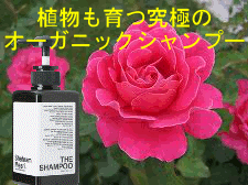 シャハランメスリ,ザシャンプー,口コミ,おすすめ